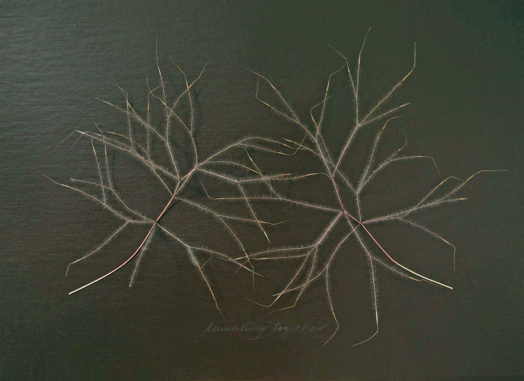 Tumbling Together, bunuru 2026, tumbleweed, 44x32cm, $180